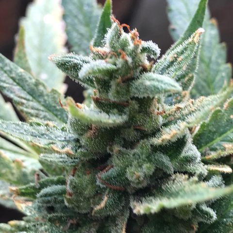 Strawberry Banana Auto growlog photo: 130g wet