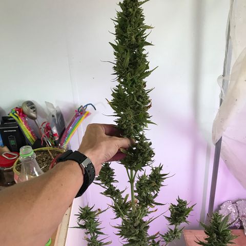 Strawberry Banana Auto growlog photo: 130g wet