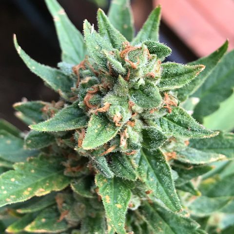 Strawberry Banana Auto growlog photo: 130g wet