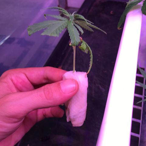 20 Clones. 8 flowering first growlog photo