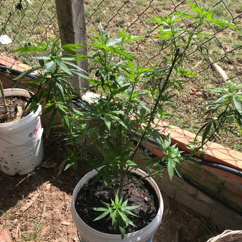 20 Clones. 8 flowering first growlog photo