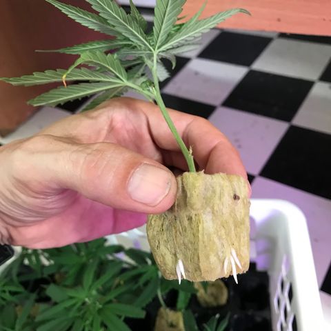 20 Clones. 8 flowering first growlog photo