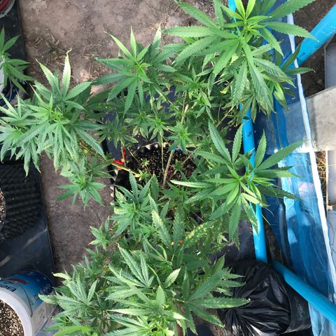 Purple Haze mother. 7 flowering. Mom in veg still growlog photo: Mother looking ok. Taking more clones in a few weeks. 
