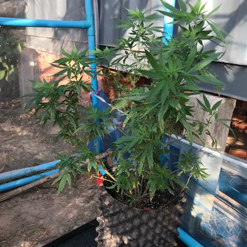 Purple Haze mother. 7 flowering. Mom in veg still growlog photo: Mother looking ok. Taking more clones in a few weeks. 
