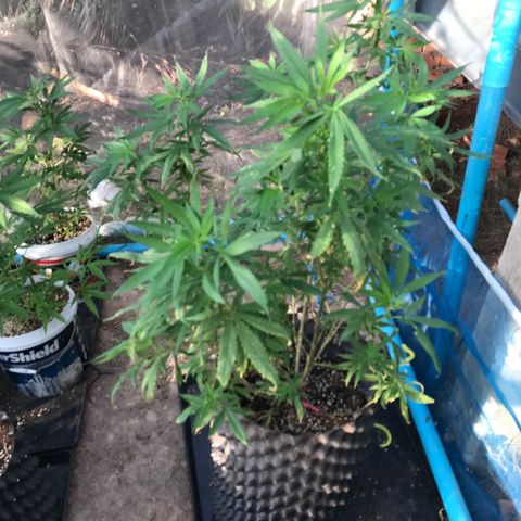 Purple Haze mother. 7 flowering. Mom in veg still growlog photo: Mother looking ok. Taking more clones in a few weeks. 