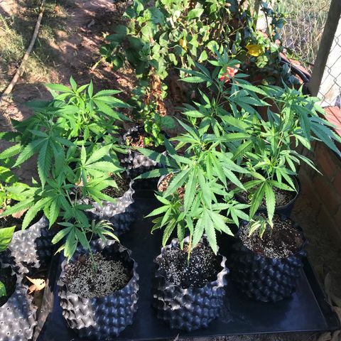20 Clones. 8 flowering first growlog photo