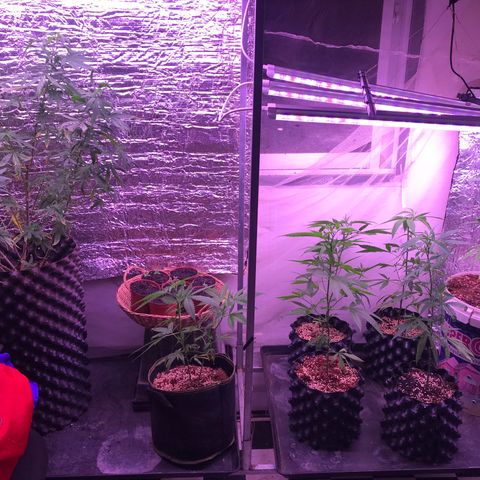 20 Clones. 8 flowering first growlog timeline photo