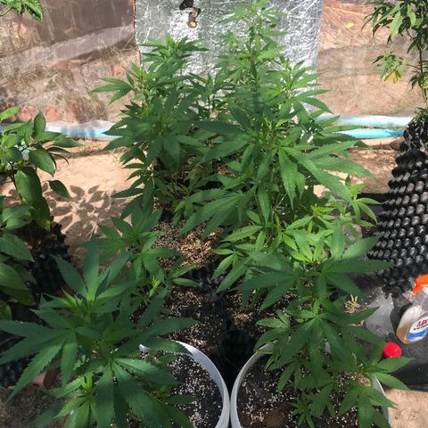 20 Clones. 8 flowering first growlog timeline photo