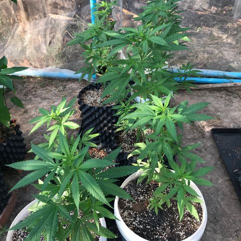 20 Clones. 8 flowering first growlog timeline photo