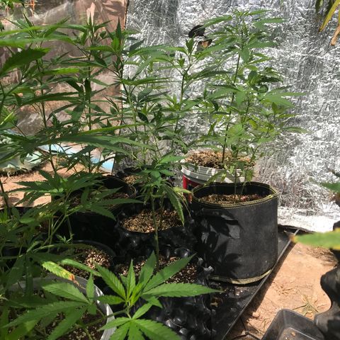 20 Clones. 8 flowering first growlog timeline photo