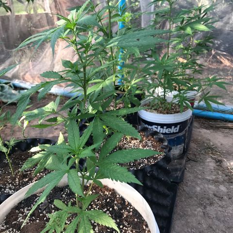 20 Clones. 8 flowering first growlog timeline photo