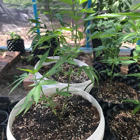 20 Clones. 8 flowering first growlog timeline photo