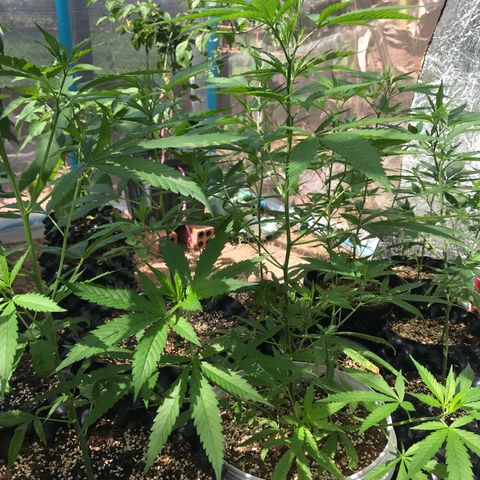 20 Clones. 8 flowering first growlog timeline photo