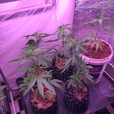 20 Clones. 8 flowering first growlog timeline photo