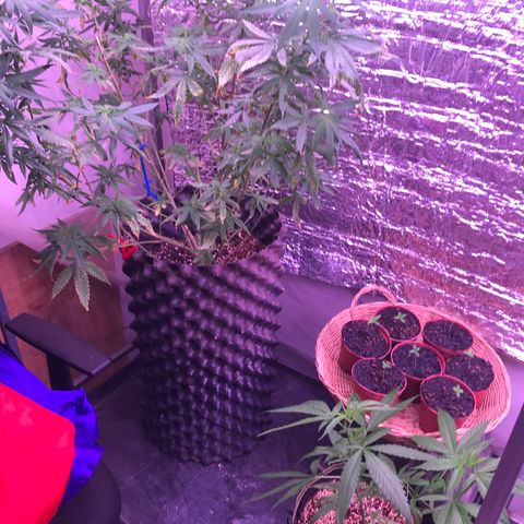 Purple Haze mother. 7 flowering. Mom in veg still growlog photo: 6 keeping veg