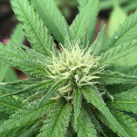 20 Clones. 8 flowering first growlog timeline photo