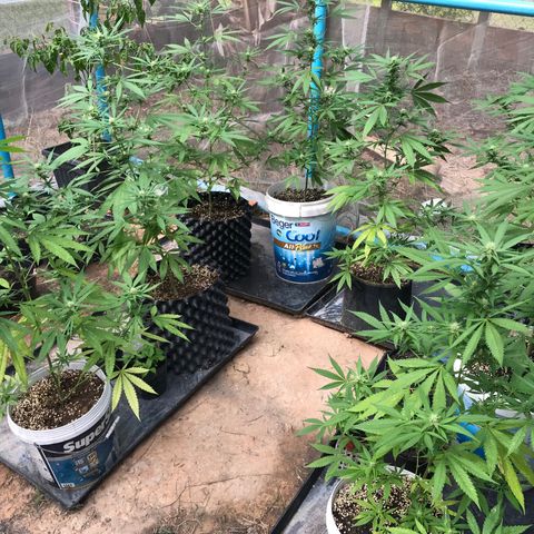 20 Clones. 8 flowering first growlog timeline photo