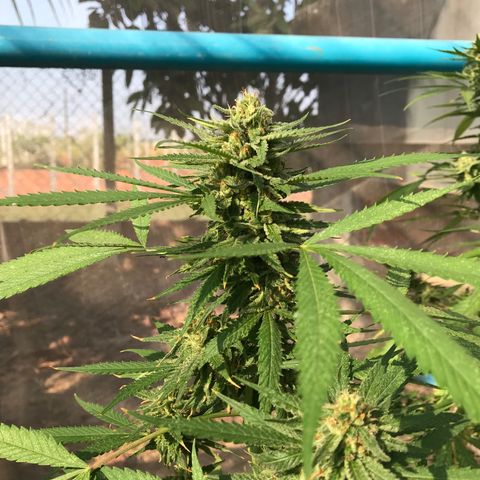 20 Clones. 8 flowering first growlog photo: Looking sweet!!