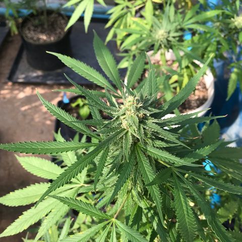 20 Clones. 8 flowering first growlog photo: Looking sweet!!