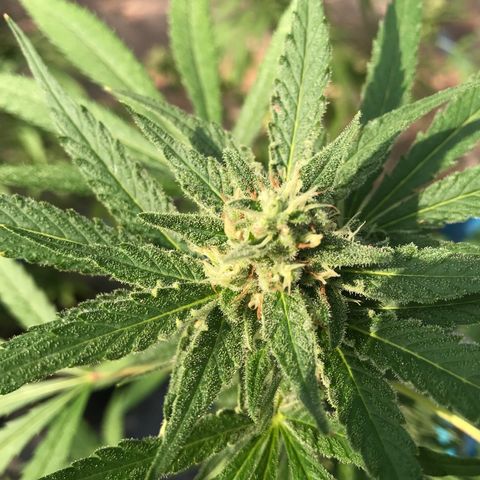 20 Clones. 8 flowering first growlog photo: Looking sweet!!