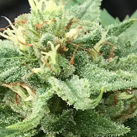 20 Clones. 8 flowering first growlog photo: Looking sweet!!