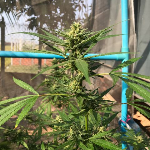 20 Clones. 8 flowering first growlog photo: Looking sweet!!