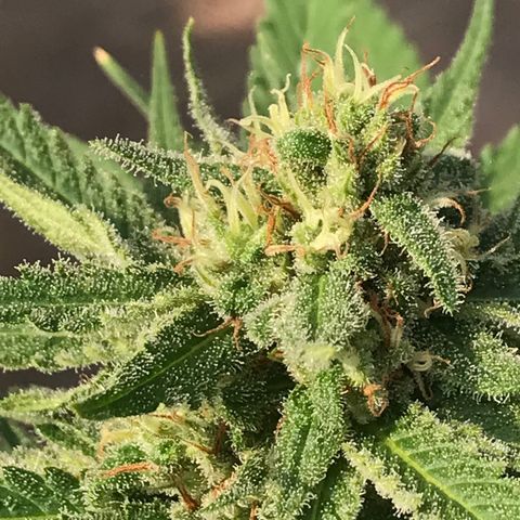 20 Clones. 8 flowering first growlog in Outdoor