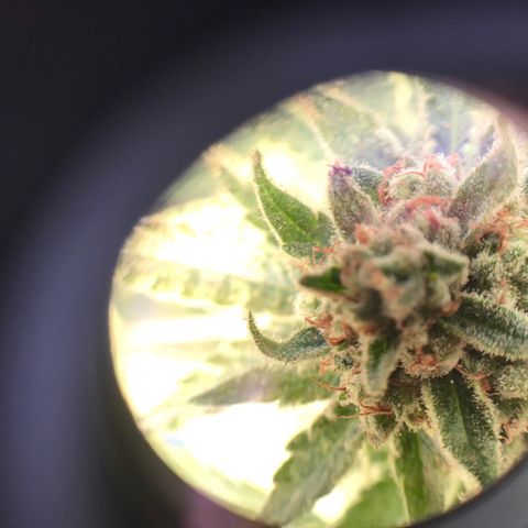 20 Clones. 8 flowering first growlog photo: Chopped 5 plants today. 