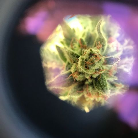 20 Clones. 8 flowering first growlog photo: Chopped 5 plants today. 