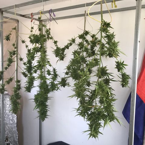 20 Clones. 8 flowering first growlog photo: Chopped 5 plants today. 