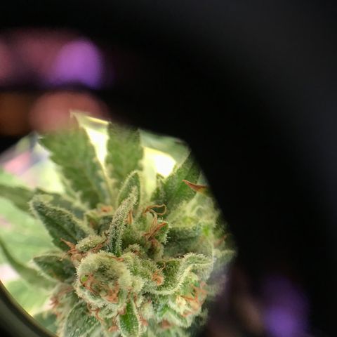 20 Clones. 8 flowering first growlog photo: Chopped 5 plants today. 
