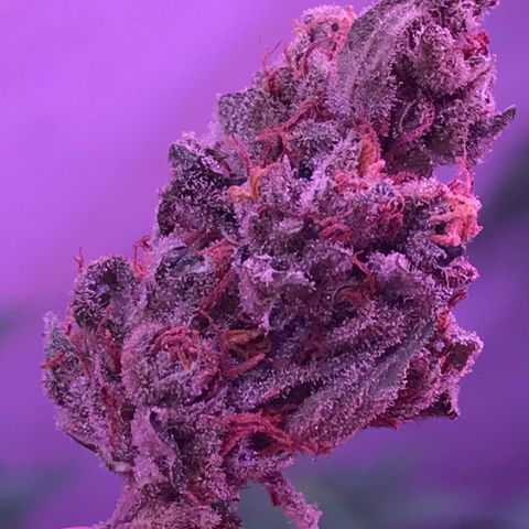 20 Clones. 8 flowering first growlog photo: Chopped 5 plants today. 