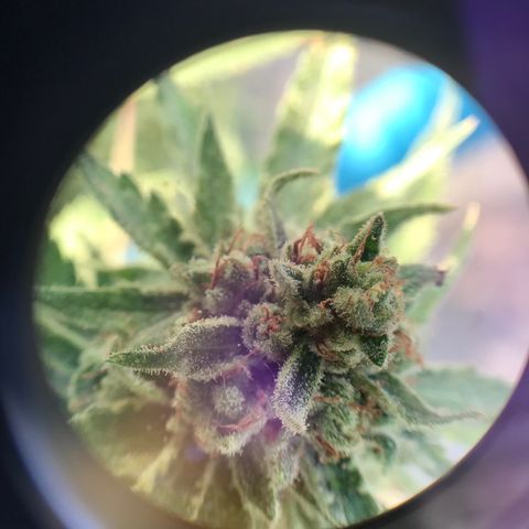20 Clones. 8 flowering first growlog photo: Chopped 5 plants today. 