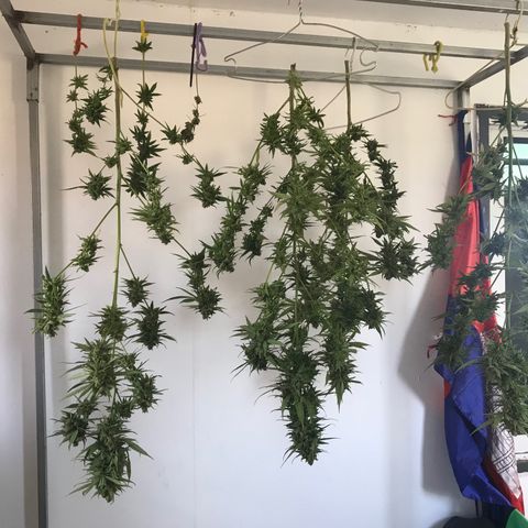 20 Clones. 8 flowering first growlog photo: Chopped 5 plants today. 