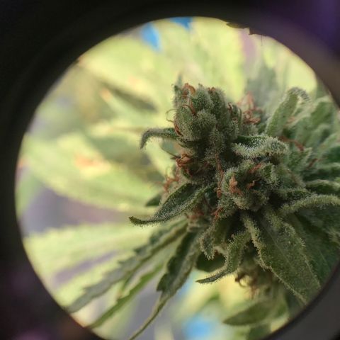 20 Clones. 8 flowering first growlog photo: Chopped 5 plants today. 