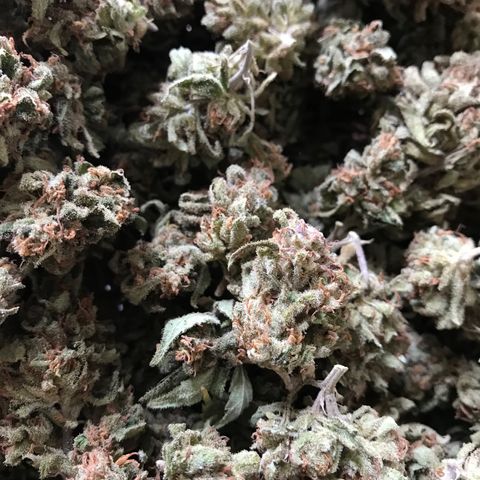 Purple Haze mother. 7 flowering. Mom in veg still growlog timeline photo