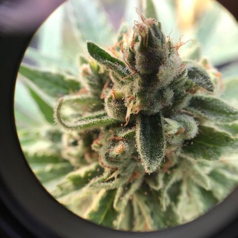 Purple Haze mother. 7 flowering. Mom in veg still growlog timeline photo