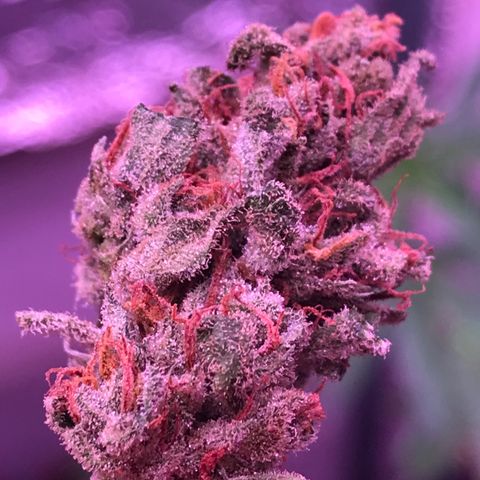 Purple Haze mother. 7 flowering. Mom in veg still growlog timeline photo