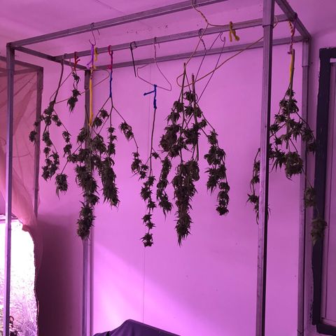 Purple Haze mother. 7 flowering. Mom in veg still growlog timeline photo
