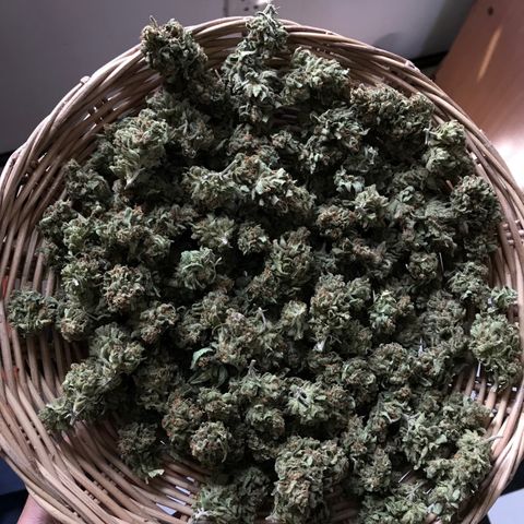 Purple Haze mother. 7 flowering. Mom in veg still growlog timeline photo