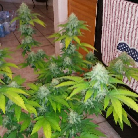 White Widow 5 growlog timeline photo