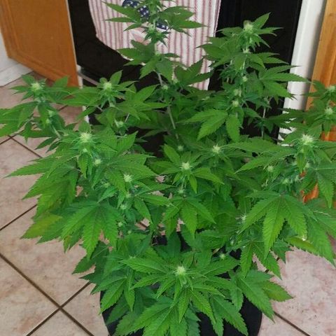 White Widow 5 growlog timeline photo