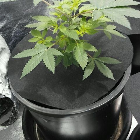 White Widow 5 growlog timeline photo