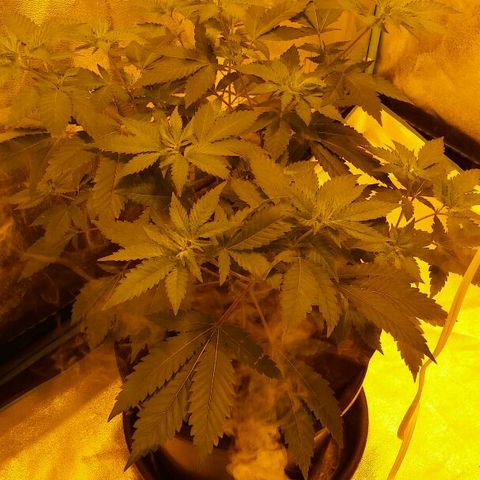 White Widow 5 growlog timeline photo