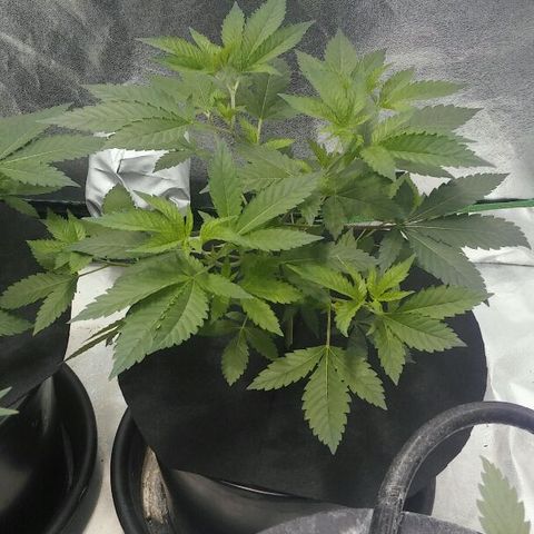 White Widow 5 growlog timeline photo