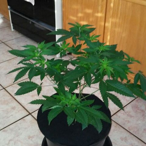 White Widow 5 growlog timeline photo