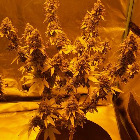 White Widow 5 growlog timeline photo