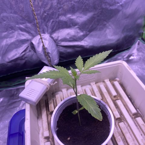 Bermuda Triangle (triploid) growlog timeline photo