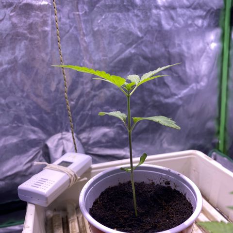 Bermuda Triangle (triploid) growlog timeline photo