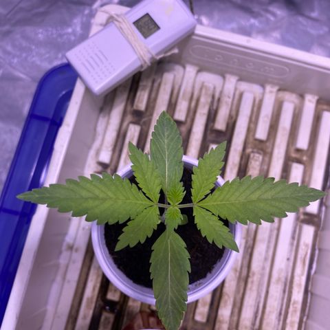 Bermuda Triangle (triploid) growlog timeline photo